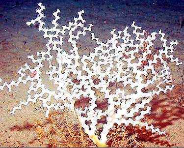 Zigzag coral.jpg