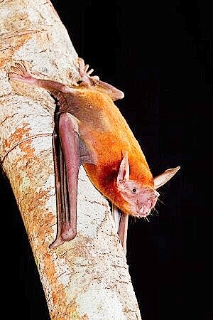 Lesser bulldog bat.jpg