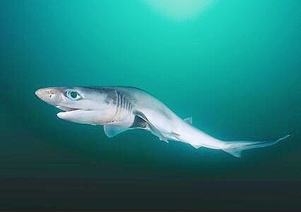 Sharpnose sevengill shark.jpg