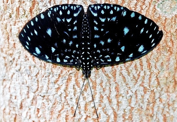 Queen cracker butterfly.jpg
