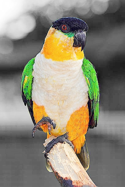 Black-headed parrot.jpg