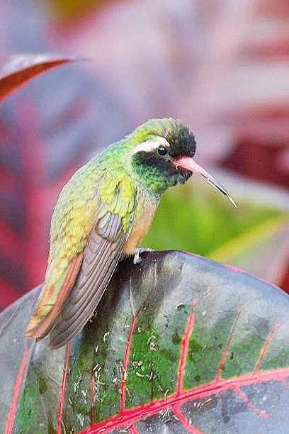 Xantus' hummingbird.jpg