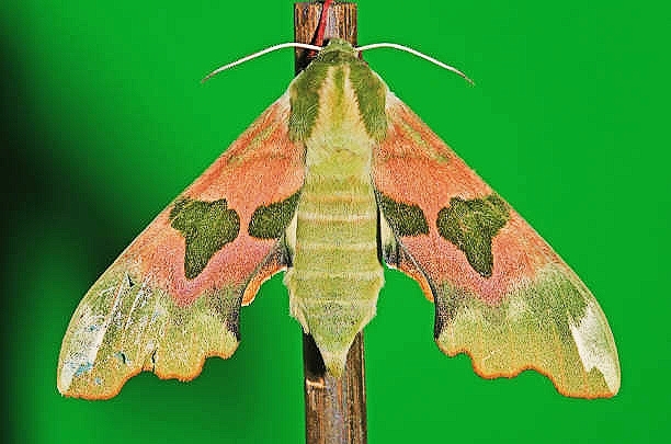 Lime hawk-moth.jpg