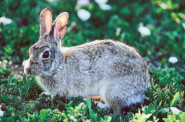 Eastern cottontail.jpg