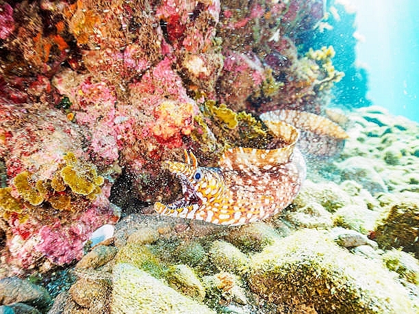 Dragon moray eel.jpg