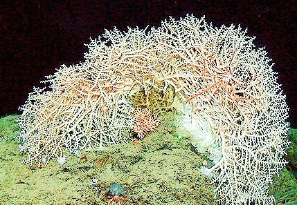 Zigzag coral.jpg