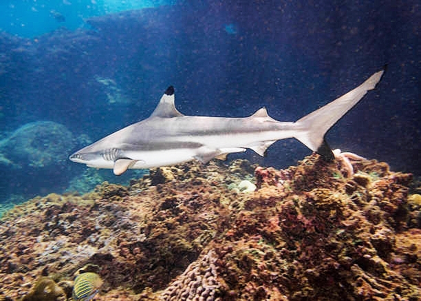 Blacktip reef shark.jpg