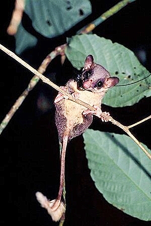 Pen-tailed tree shrew.jpg