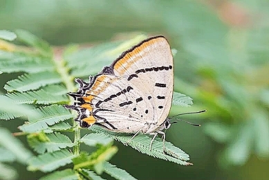 Common imperial blue butterfly.jpg