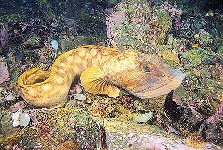 Ocean pout.jpg