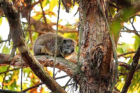 Western tree hyrax.jpg