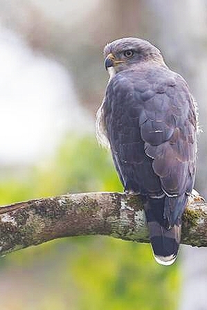 Southern banded snake eagle.jpg