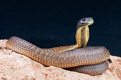 Arabian cobra.jpg