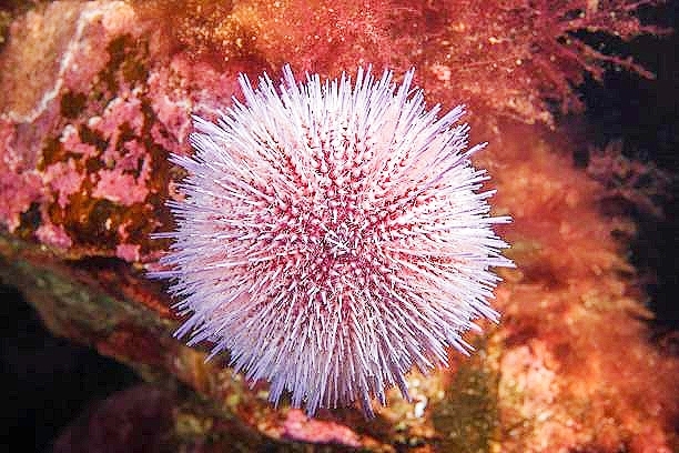 Common sea urchin.jpg