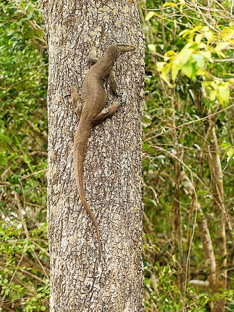 Bengal monitor lizard.jpg