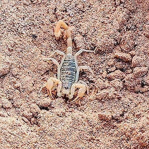 Dune scorpion.jpg