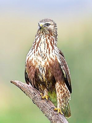 Rough-legged buzzard.jpg