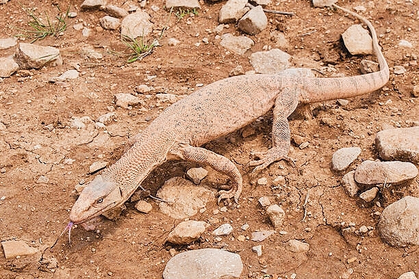 Nesterov's desert monitor.jpg