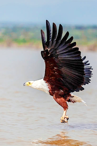 African fish eagle.jpg