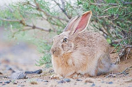 Tolai hare.jpg