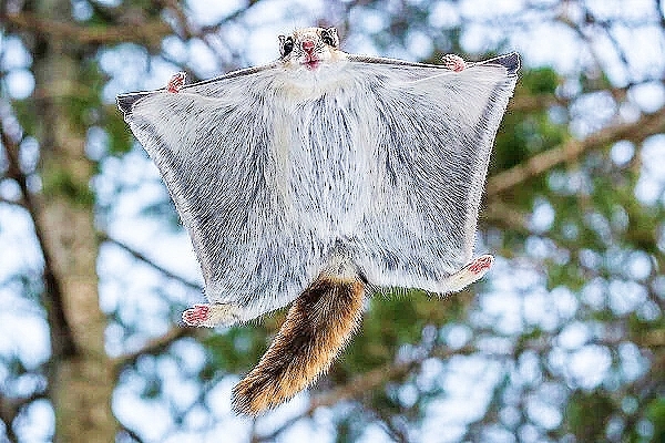 European flying squirrel.jpg