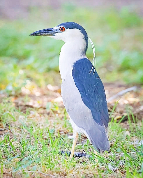 Black-crowned night heron.jpg