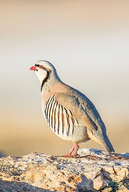 Chukar.jpg