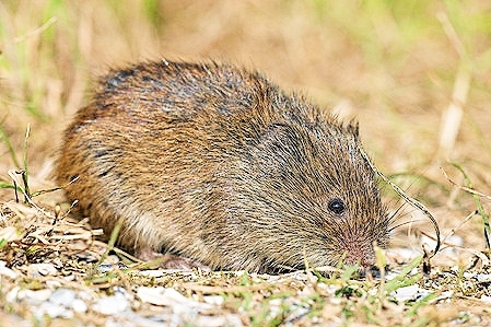 Root vole.jpg