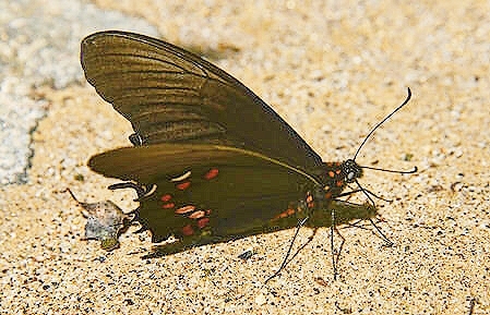 Cramer's swallowtail.jpg