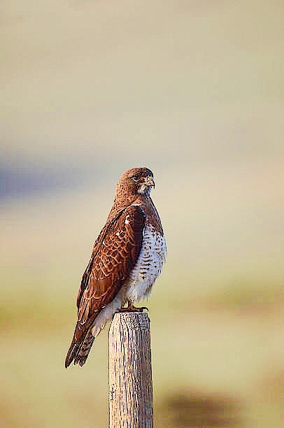 Swainson's hawk.jpg