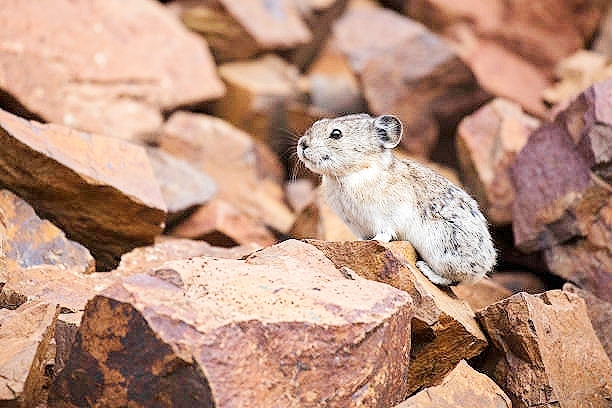 Collared pika.jpg