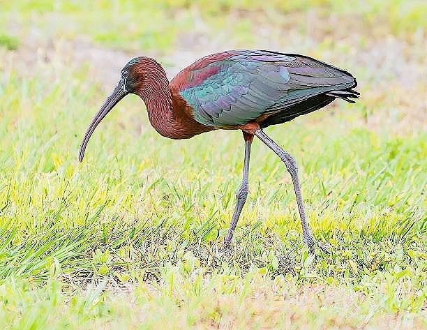 Glossy ibis.jpg