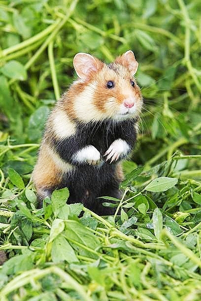 Black-bellied hamster.jpg