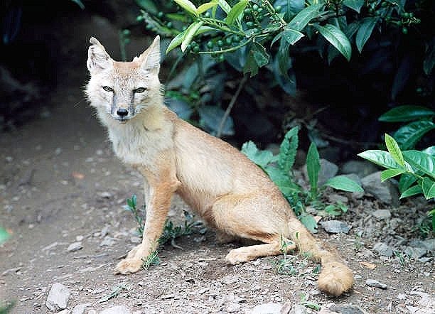 Corsac fox.jpg