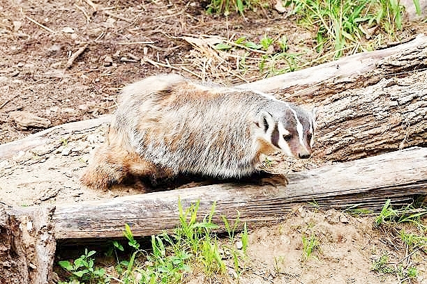 American badger.jpg