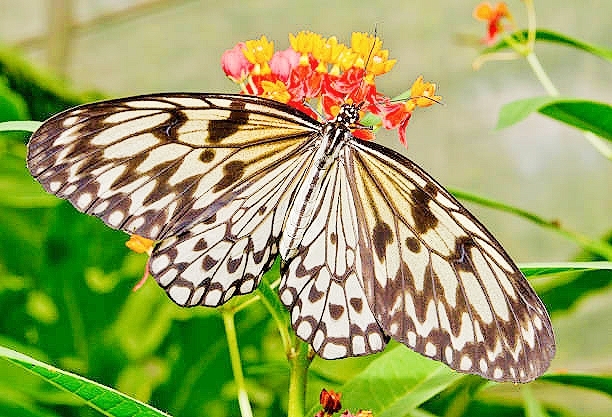 Large tree nymph butterfly.jpg