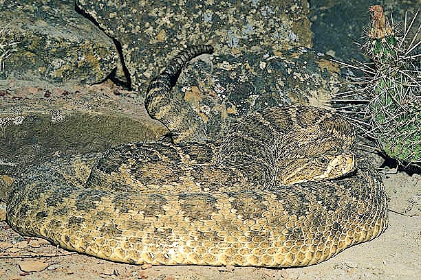 Prairie rattlesnake.jpg