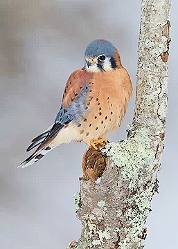 American kestrel.jpg