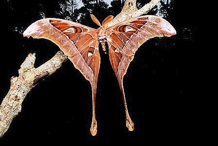 Hercules moth.jpg