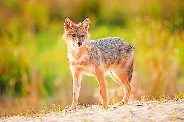 Golden jackal.jpg