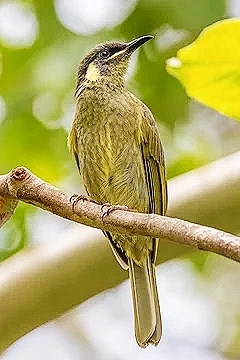 Lewin's honeyeater.jpg