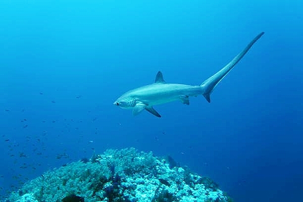 Common thresher shark.jpg