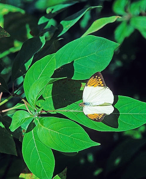 Great orange-tip butterfly.jpg