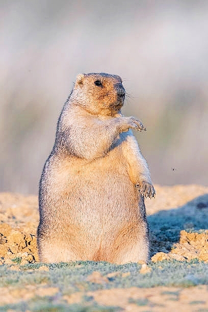 Bobak marmot.jpg