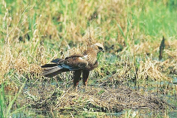 Western marsh harrier.jpg