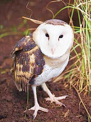 Eastern grass owl.jpg