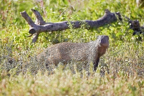 Marsh mongoose.jpg