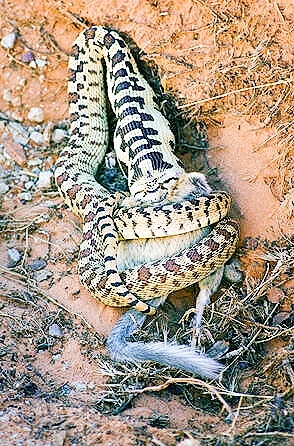 Gopher snake.jpg