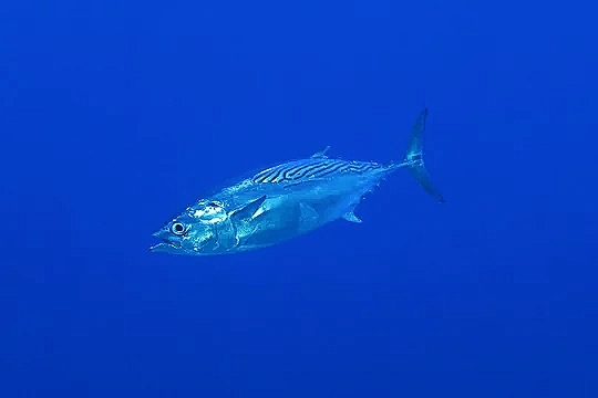 Striped bonito.jpg