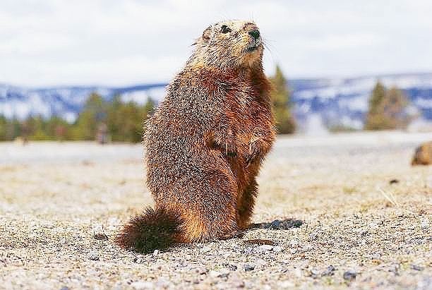 Yellow-bellied marmot.jpg